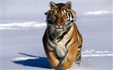 Tiger Фото обои (2) #5
