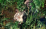 Tiger Foto tapety (2) #7