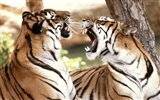 Tiger Photo Wallpaper (2) #8