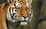 Tiger Foto tapety (2) #9