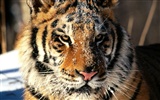 Tiger Photo Wallpaper (2) #10