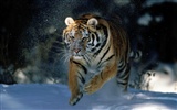 Tiger Фото обои (2) #11