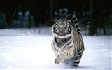 Tiger Фото обои (2) #14