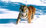 Tiger Photo Wallpaper (2) #15