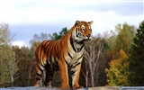 Tiger Photo Wallpaper (2) #17