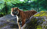Tiger Фото обои (2) #18
