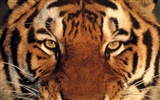 Tiger Foto tapety (2) #19
