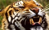 Fond d'écran Tiger Photo (2) #20