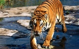 Tiger Foto tapety (3)