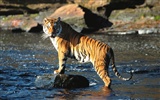 Fond d'écran Tiger Photo (3) #4