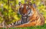 Fond d'écran Tiger Photo (3) #10