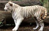 Tiger Фото обои (3) #15