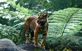 Tiger Фото обои (3) #20