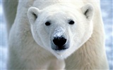 Polar Bear Foto Wallpaper