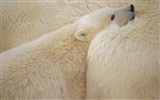 Белый медведь Фото обои #7