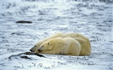 Polar Bear Foto Wallpaper #10