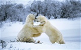 Белый медведь Фото обои #11