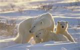 Fond d'écran Polar Bear Photo #12