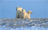 Fond d'écran Polar Bear Photo #13