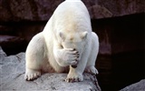Fond d'écran Polar Bear Photo #18