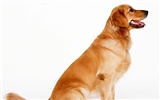 1600 dog photo wallpaper (1) #9