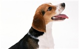 1600 dog photo wallpaper (1) #11