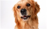 1600 fonds d'écran photo de chien (1) #14