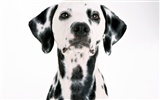 1600 fonds d'écran photo de chien (1) #18