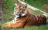 Tiger Foto tapety (4) #1