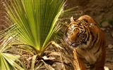 Tiger Foto tapety (4) #4