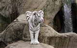 Tiger Foto tapety (4) #5