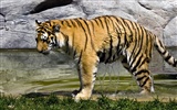 Tiger Foto tapety (4) #6