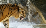Tiger Foto tapety (4) #12