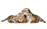 Tiger Foto tapety (4) #14