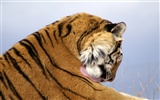 Tiger Foto tapety (4) #15