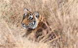 Tiger Foto tapety (4) #19