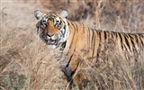 Tiger Foto tapety (4) #20