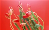 Tulip Широкоэкранные обои #4