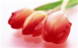 Tulip Широкоэкранные обои #5