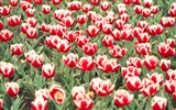 Tulip Широкоэкранные обои #9
