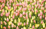 Fondos de pantalla ancha de Tulip #11