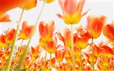 Tulip Widescreen Wallpaper #12