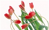 Fondos de pantalla ancha de Tulip #16