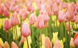 Fondos de pantalla ancha de Tulip #19