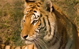 Tiger Foto tapety (5) #1
