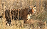 Tiger Foto tapety (5) #3