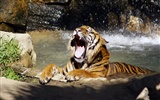 Tiger Foto tapety (5) #9