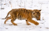 Tiger Foto tapety (5) #14