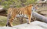 Tiger Foto tapety (5) #15