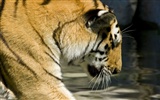 Tiger Foto tapety (5) #17